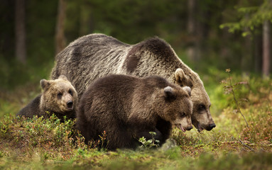Fototapeta na wymiar Close up of female Eurasian brown bear and her cubs in boreal forest