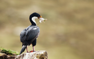 Imperial shag with nesting material in the beak