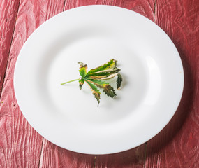 Cannabis leaf that begins to dry. Semi-dried leaf of marijuana on a white plate on a wooden background.