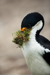 Imperial shag with nesting material in the beak