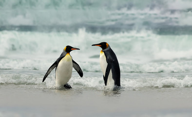 Two King penguins returning from sea to a coastal area