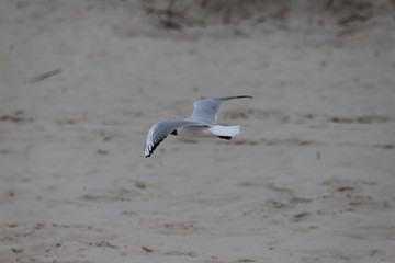 Möwe
