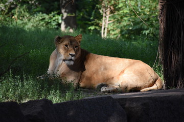 Lion male sleeping in the green grass.