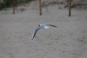 Möwe
