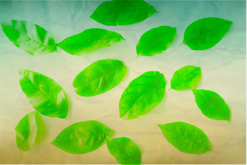 Beautiful abstract color yellow and green tree leaf on the white and brown isolated background and wallpaper