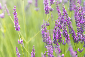 close up of lavender field blooming