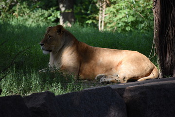 Obraz premium Lion male sleeping in the green grass.