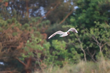 Möwe