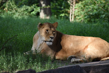 Lion male sleeping in the green grass.