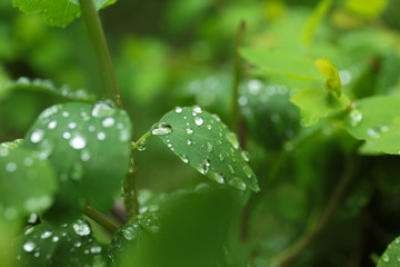Green plant with wet foliage outdoors on rainy day, closeup