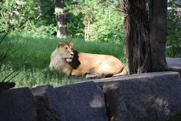 Fototapeta premium Lion male sleeping in the green grass.