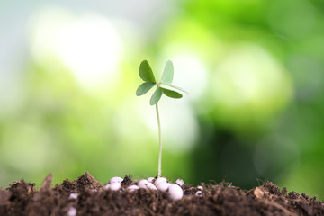 Growing plant and fertilizer on soil against blurred background. Gardening time