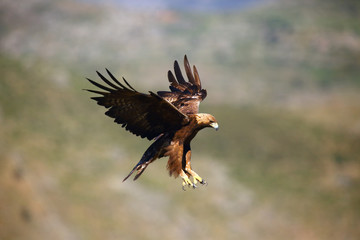 The golden eagle (Aquila chrysaetos) flying over the rock. Male golden eagle flying in the Spanish...