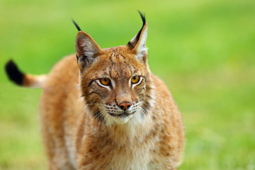 The Eurasian lynx (Lynx lynx), portrait. Eurasian lynx portrait. lynx portrait insite the greenery.