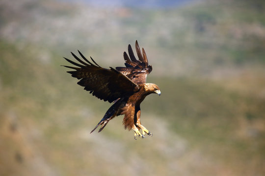 The golden eagle (Aquila chrysaetos) flying over the rock. Male golden eagle flying in the Spanish mountains.