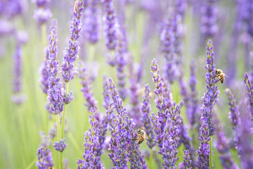 close up of lavender field blooming	