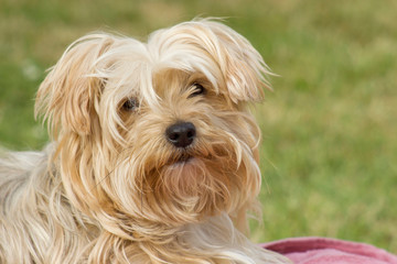 yorkshire terrier