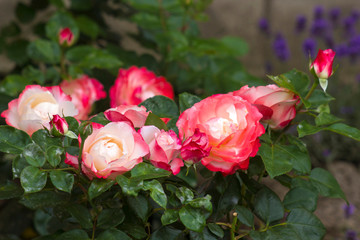 roses in a garden