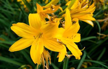 yellow daylilies