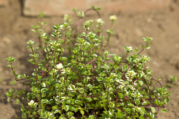 thyme in a herbs spiral