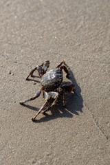 little crab at beach