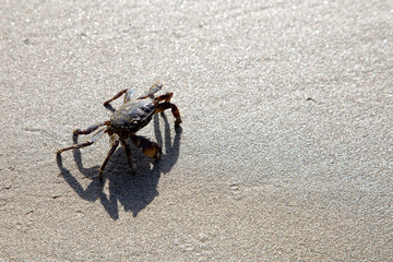 little crab at beach