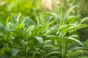 sage in a garden