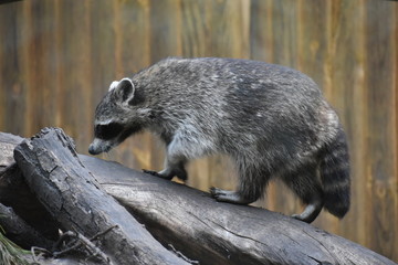 A wild raccoon looks up while it looks for food on the ground.