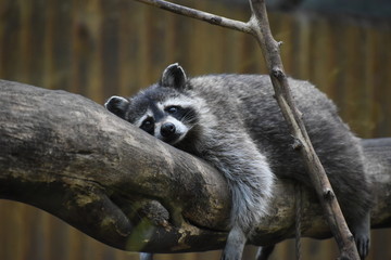 A wild raccoon looks up while it looks for food on the ground.