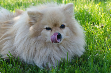 Dog Pomeranian  Spitz licks his nose. puppy dog with tongue out. German Spitz smile and licked. dog clouseup.
