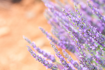 close up of lavender field blooming	