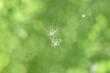 Dandelion on a web