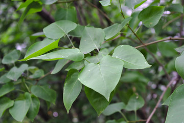 lilac branch with green leaves