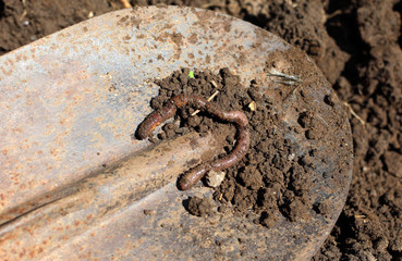 A large earthen earthworm on a spade