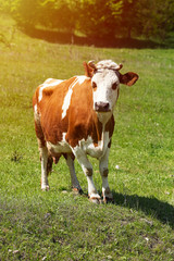 Naklejka na ściany i meble Heifer grazing in a green pasture on a beautiful sunny day