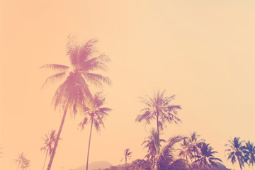 Fototapeta na wymiar Tropical background palm trees morning sun light