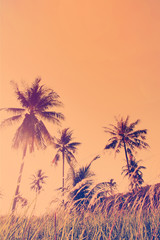 Fototapeta na wymiar Tropical background palm trees morning sun light
