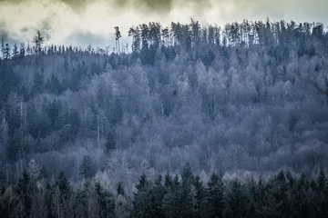 Foto auf Acrylglas Wald im Nebel Raureif auf Bäumen im Bergwald