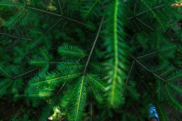 woods and forest background.  Wild woods. macro