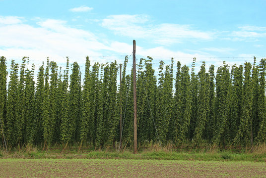 hop field, blue and white sky