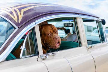 Bordeaux Dog in love