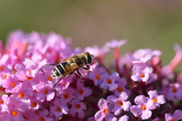 bee on a flower