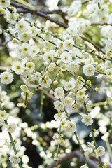 城南宮の枝垂れ梅