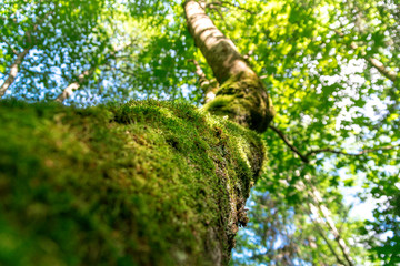Fototapeta premium Beautiful green moss on the floor, moss closeup, macro. Beautiful background of moss for wallpaper
