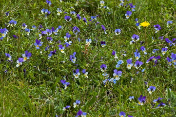 Violet, heartsease (Viola tricolor)  in Plana, Bulgaria