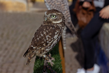 Small owl looking at the horizon