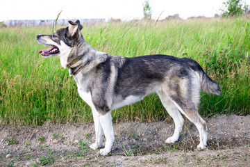beautiful gray dog stands in a meadow among green grass