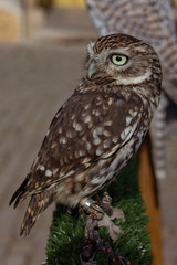 Small owl looking at the horizon