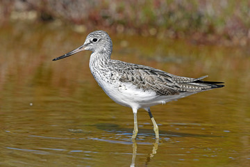 Grünschenkel (Tringa nebularia) - Common greenshank