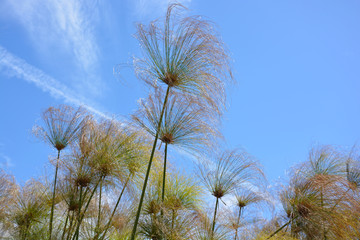 Papyrus plant against blue sky